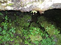 otte Scorciavacca20110306 116
